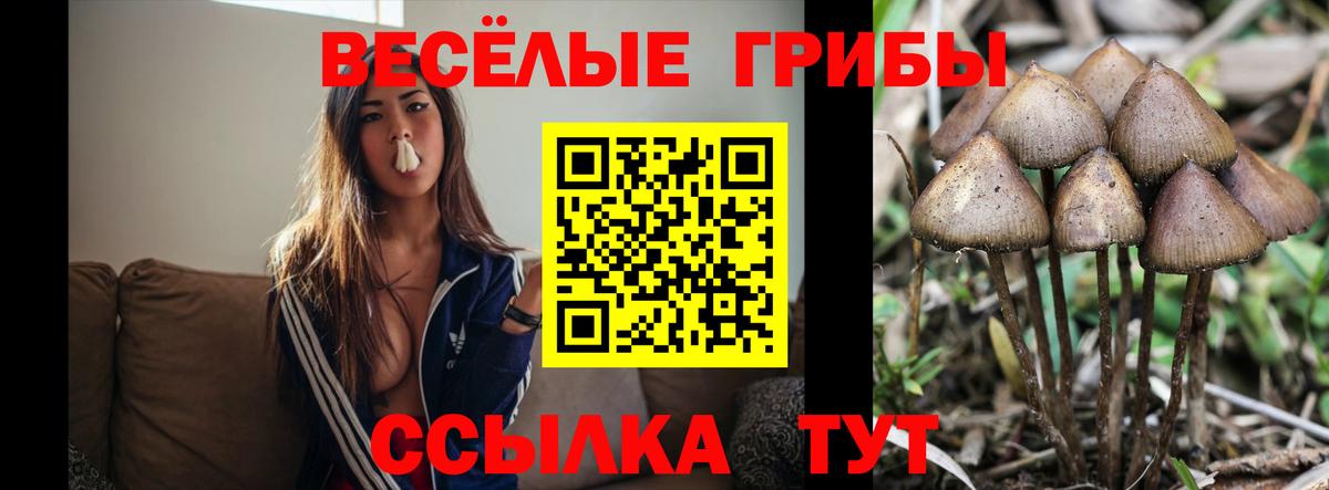 Галлюциногенные грибы Psilocybine cubensis  Вход с VPN  Псилоцибиновые грибы MAGIC MUSHROOMS  Мурино 